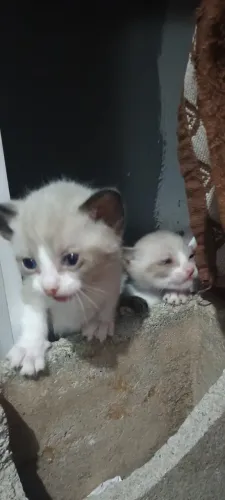 Gato