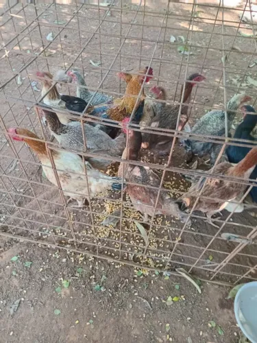 Frango e frangas
