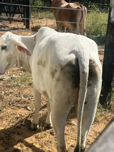 Novilha 