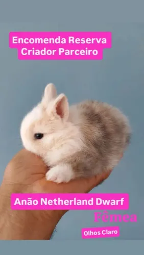 Netherland Dwarf 