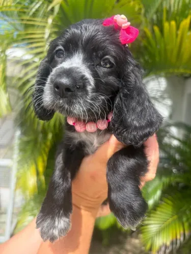 FEMEA COCKER SPANIEL INGLÊS DISPONÍVEL PRONTA ENTREGA