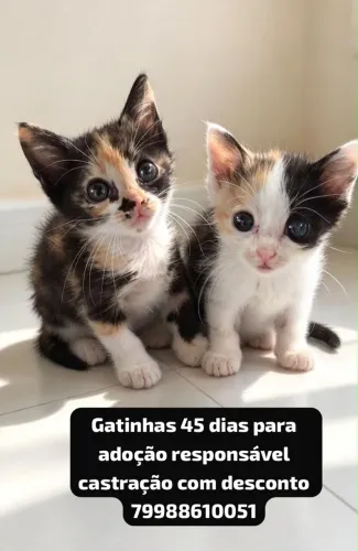 Gatinhas para adoção responsável