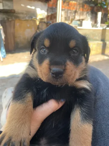 Rottweiler