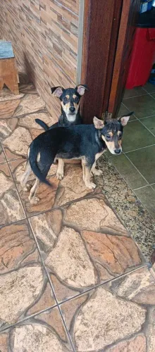 Doação de duas cadelinhas