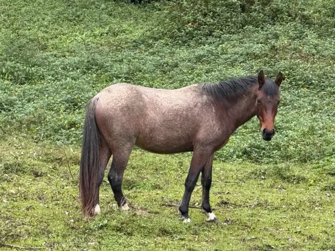 Cavalo manso 3 anos pronto para doma