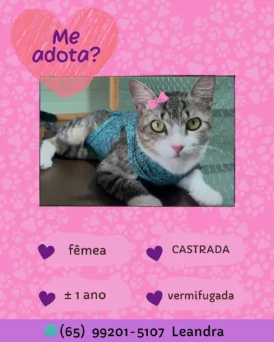 Gatinha super tranquila e já CASTRADA disponível para adoção responsável