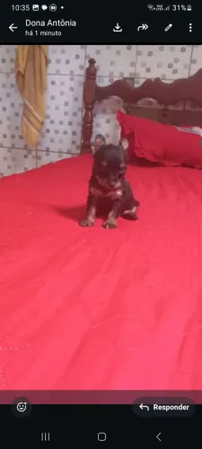 Pinscher (Fêmea)  linda! Apronta entrega ja