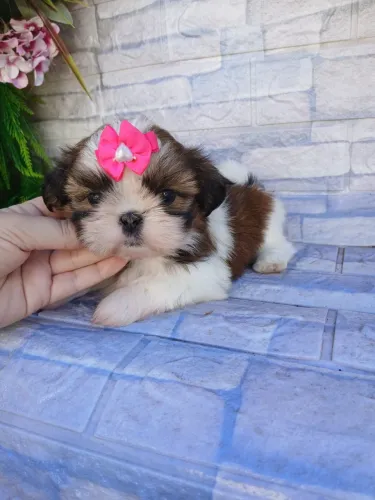 Shih tzu 