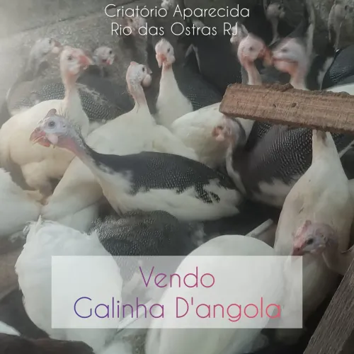 Galinha D'angola