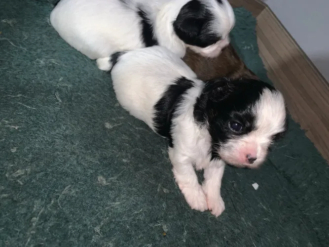 Filhotes de Shih Tzu