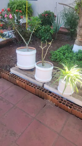 Três vasos com plantas
