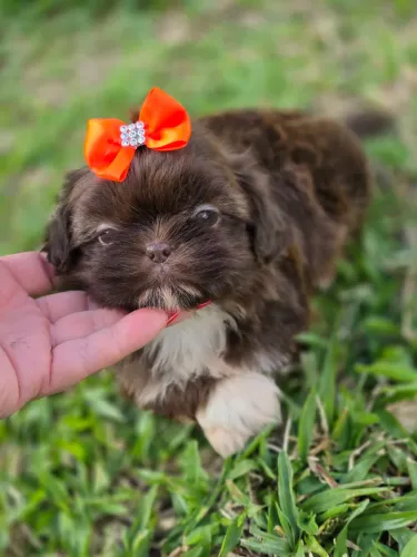 Shih-tzu mini chocolate