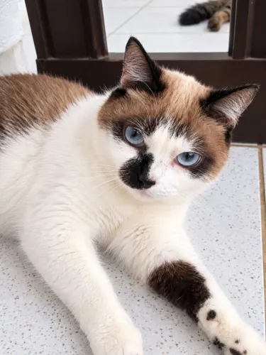 Gata siamês