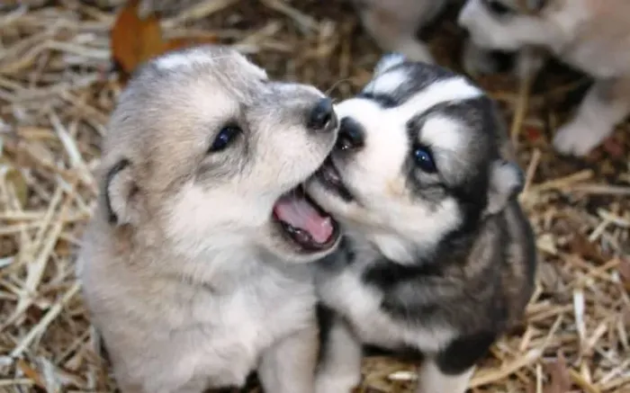 Filhotes de Husky Siberiano | Sorte é ter um amigo assim.