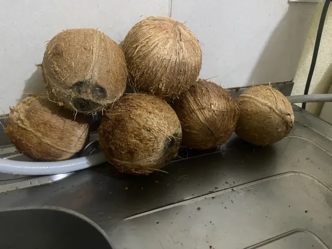 Vendo 6 cocos seco