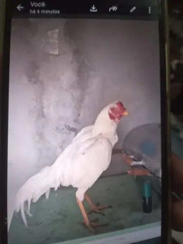 Frango branco fala no zp *32
