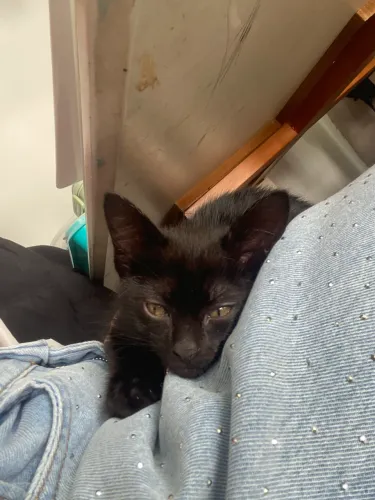 Adoção responsável de Gata fêmea 