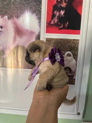 Pug fêmea filhote miniatura valor dela só no zap