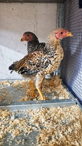 Vendo galo galinhas e codornas 