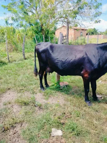 vacas pra vender