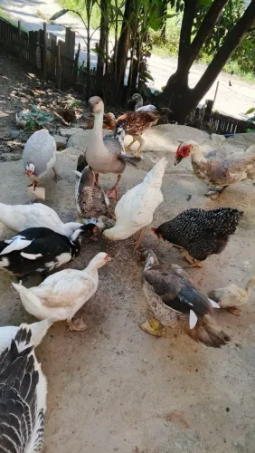 Patos e galinhas