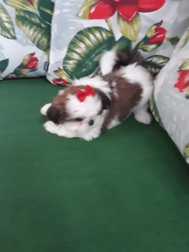 Shih Tzu Fêmea Em 12X