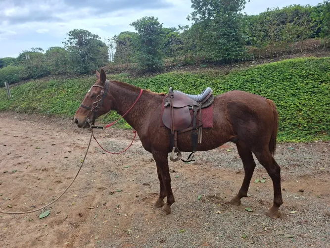 Cavalos