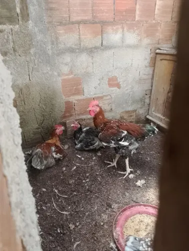 Frangos GSB