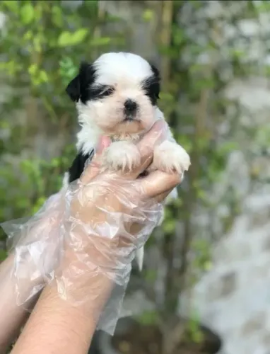 Shih-tzu macho com Pedigree