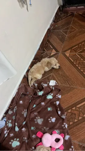 Vendo poodle