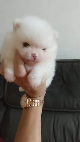 Spitz Alemão filhotes prontos para novo lar