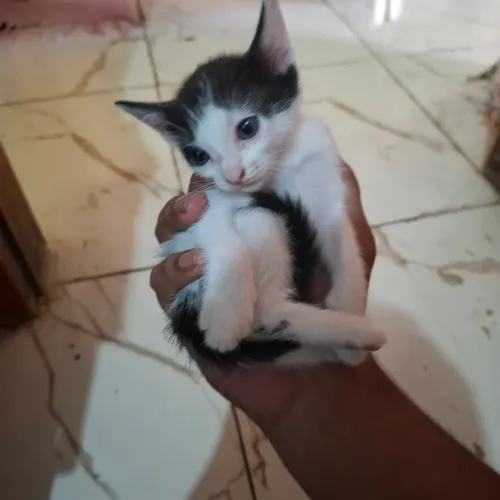 Gatos filhotes