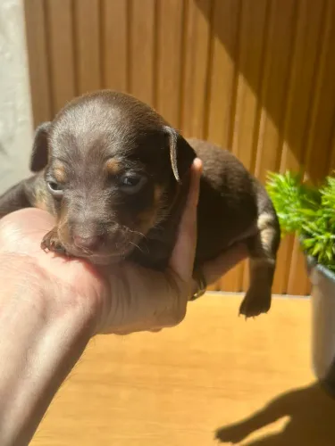 Pinscher 1 chocolate