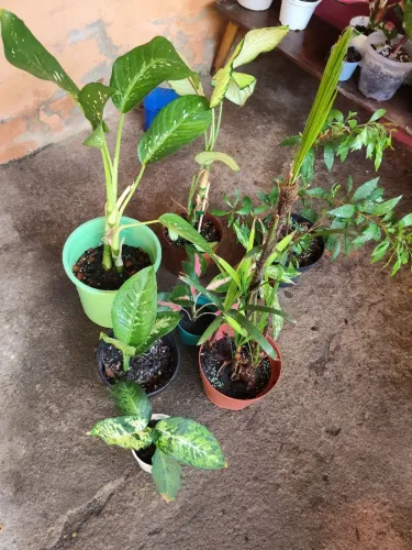 Vendo kit de plantas