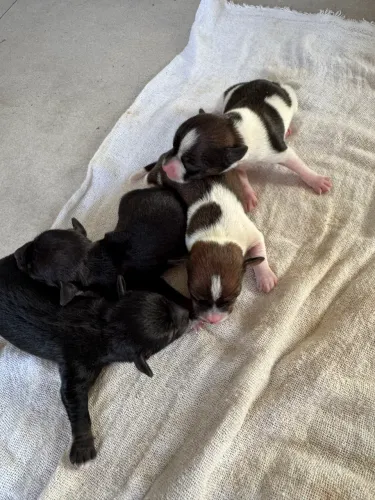 Pinscher 