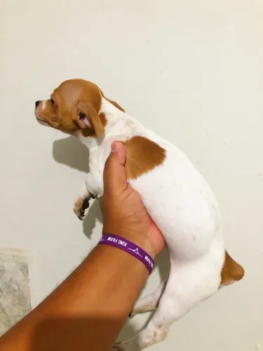 PINSCHER MACHO
