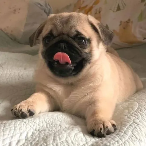 Filhotes De Pug - Companheiros Para Toda A Vida