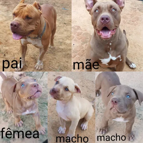 Filhote de Pit Monster com. Pedigree 