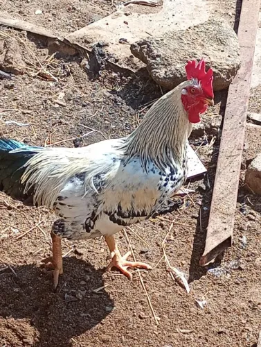 Galo