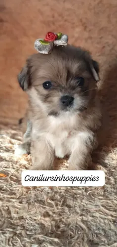lhasa apso bebes disponivel