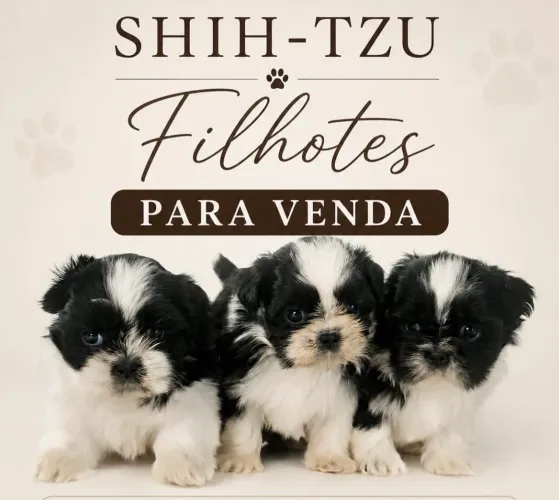 FILHOTES SHITSZU