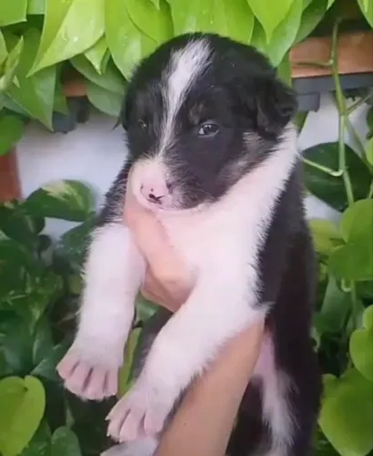 Border collie de linhagem excelente