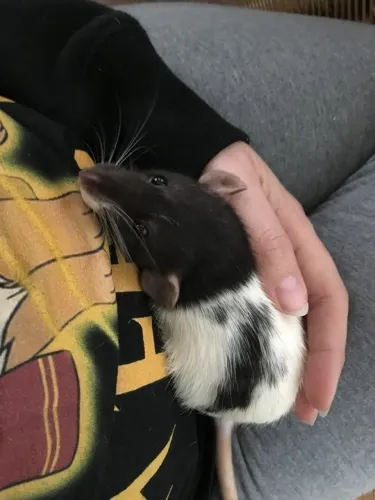 Ratinhos de laboratório