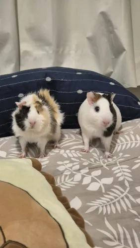 Doação duas porquinhas da India