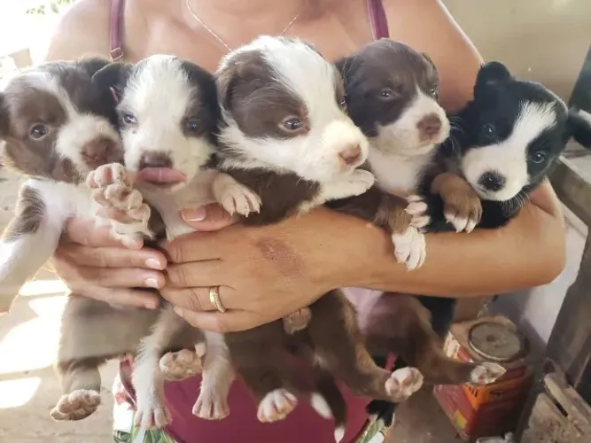 Border collie com pedigree
