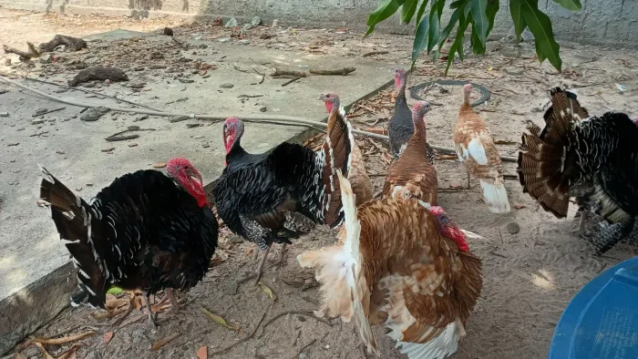 Aves perus adultas