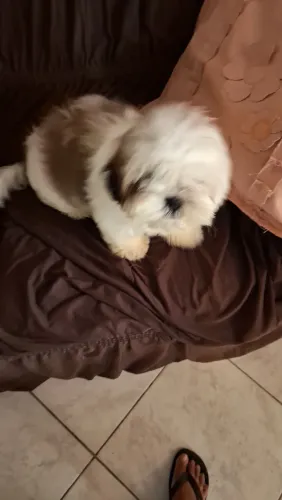 Vendo shitizu fêmea 3 meses