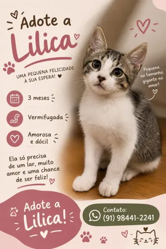 Doação de gatinha 