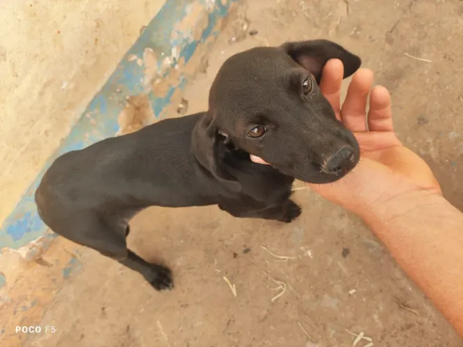 Cachorro perdigueiro caçador