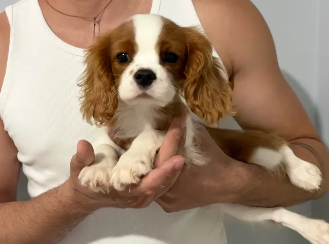 Cavalier King Charles MACHO